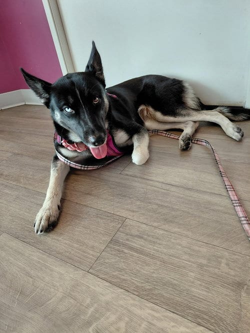 Photo of Luna OS, adoptable German Shepherd Dog in Cupertino, California