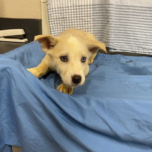 Photo of Atlanta, adoptable Husky in Modesto, California