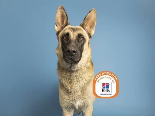 Photo of Odin, adoptable German Shepherd Dog in Phoenix, Arizona