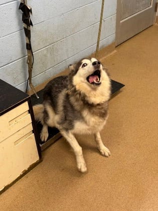 Photo of Girls Girl, adoptable dog in Chamblee, Georgia