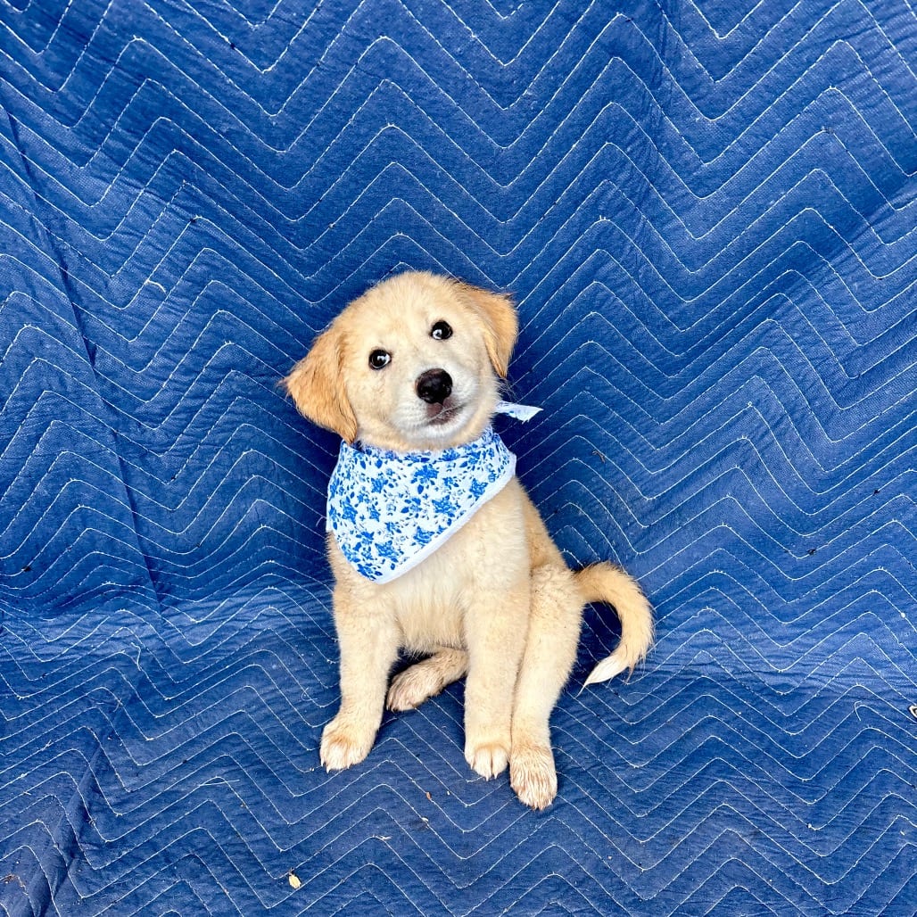 Photo of Willow, adoptable Mixed Breed (Medium) in Oklahoma-based; Northeast placements, Oklahoma