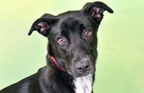 Photo of Rosie, adoptable Labrador Retriever in Ft Lauderdale, Florida