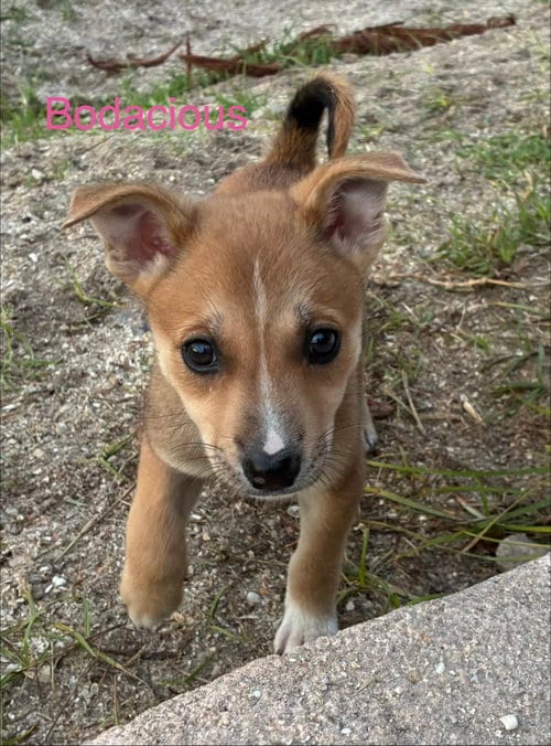 Photo of Bodacious, adoptable Terrier in Royal Palm Beach, Florida