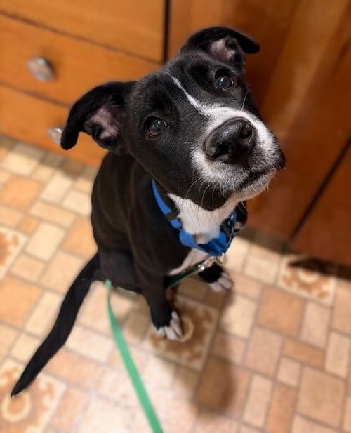 Photo of Lucia, adoptable Labrador Retriever in Sacramento, California