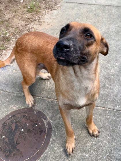Photo of Micah, adoptable Mixed Breed in New Orleans, Louisiana