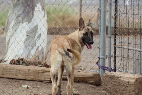Photo of Casper, adoptable German Shepherd Dog in El Centro, California