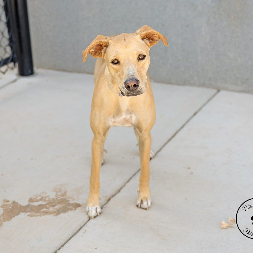 Photo of Journey, adoptable Black Mouth Cur / Mixed Breed (Medium) in Portland, Oregon