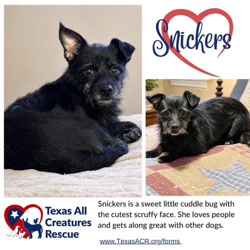 Photo of Snickers, adoptable Cairn Terrier in Lillian, Texas