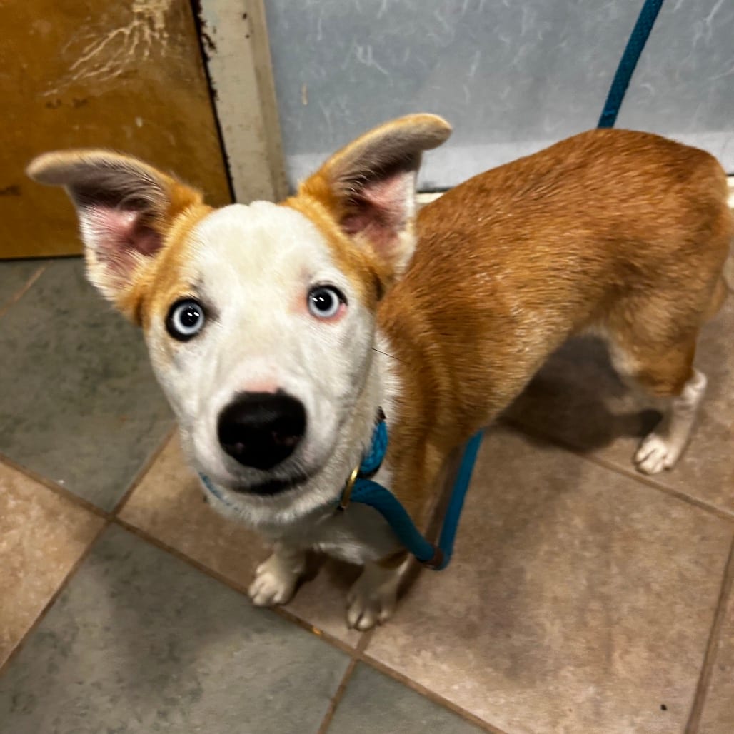 Photo of Clio, adoptable Mixed Breed (Small) in Chattanooga, Tennessee