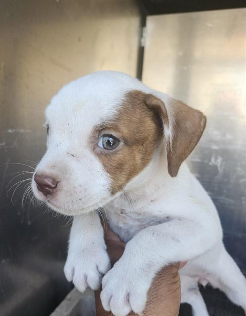 Photo of Marie, adoptable American Staffordshire Terrier in San Antonio, Texas