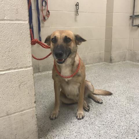 Photo of Sylvie, adoptable German Shepherd Dog in Conroe, Texas