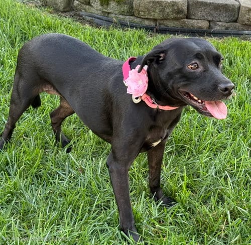 Photo of Shaya, adoptable Labrador Retriever in Franklin, Tennessee