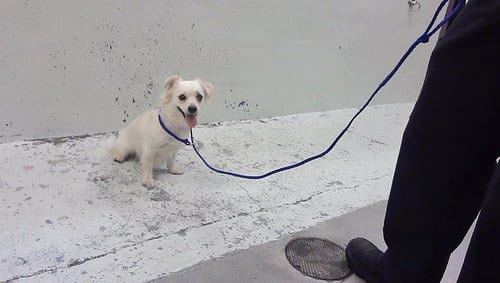 Photo of A2096404, adoptable Chihuahua in Houston, Texas