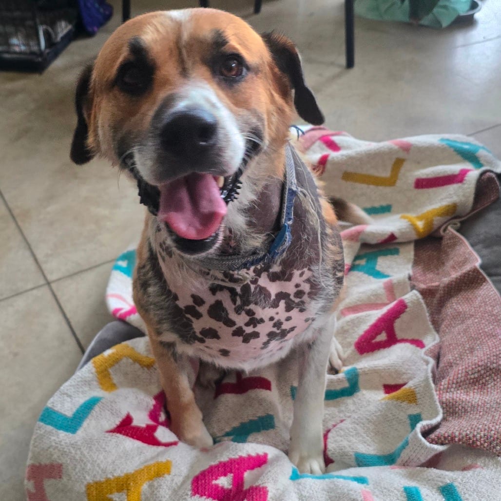 Photo of King Harold "Buddy" - 050509U, adoptable Mountain Cur / Mix in Tupelo, Mississippi