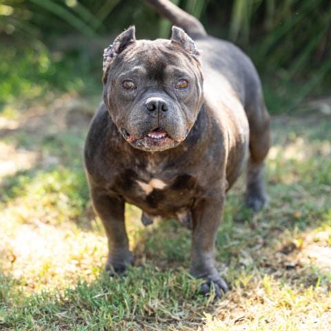 Photo of Nellie, adoptable Pit Bull Terrier in Camarillo, California