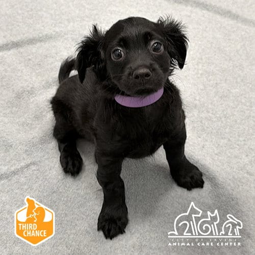 Photo of Frankie, adoptable Chihuahua in Irvine, California