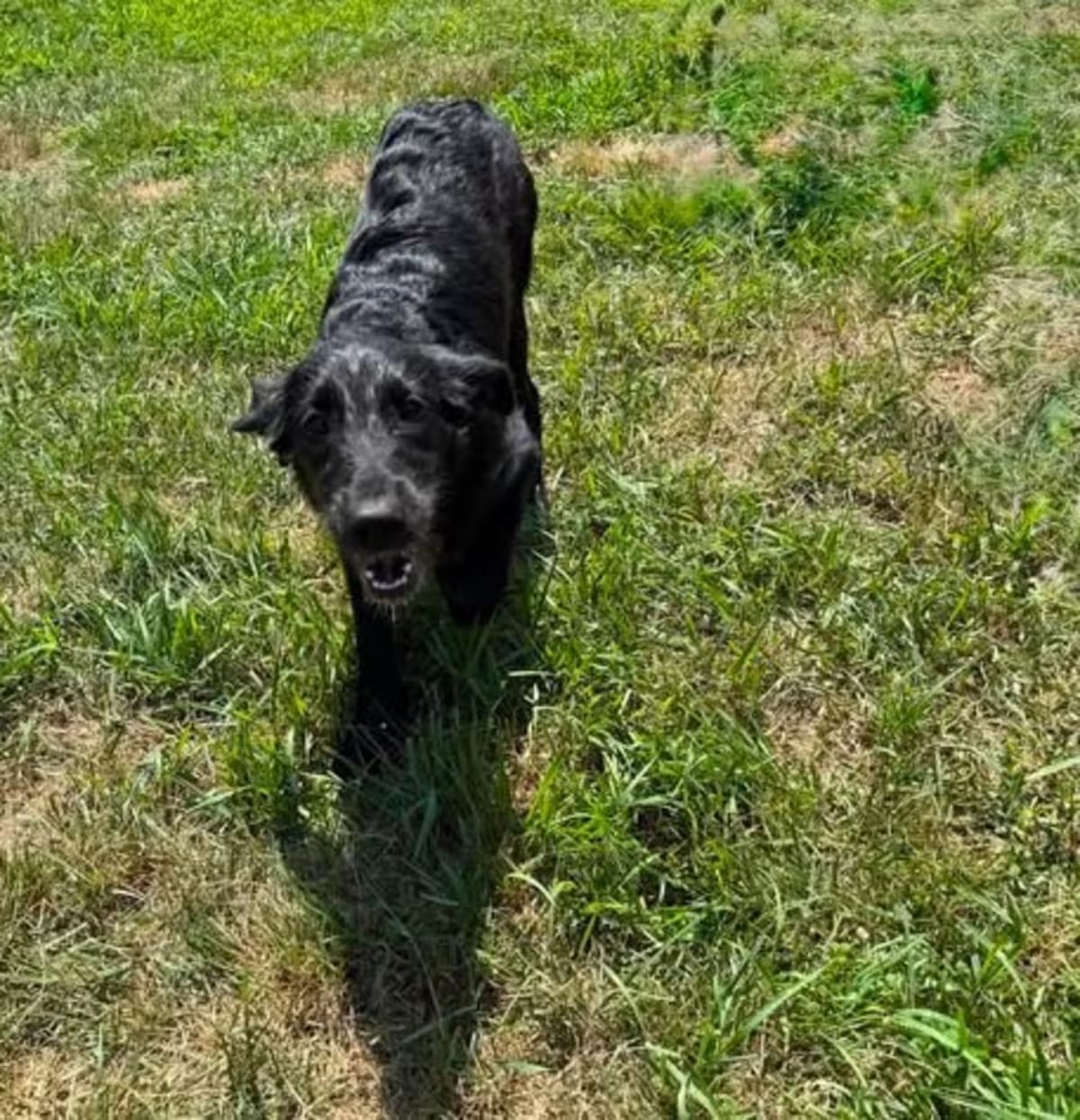 Photo of General, adoptable Labrador Retriever in Lebanon, Connecticut