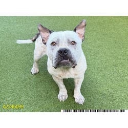 Photo of Chance, adoptable Mixed Breed (Medium) in West Palm Beach, Florida