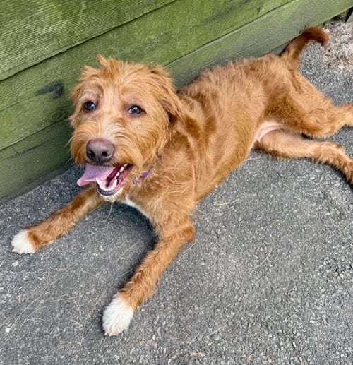 Photo of Jody, adoptable Golden Retriever in Cranford, New Jersey