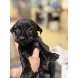 Photo of Coraline, adoptable Chihuahua in Jurupa Valley, California