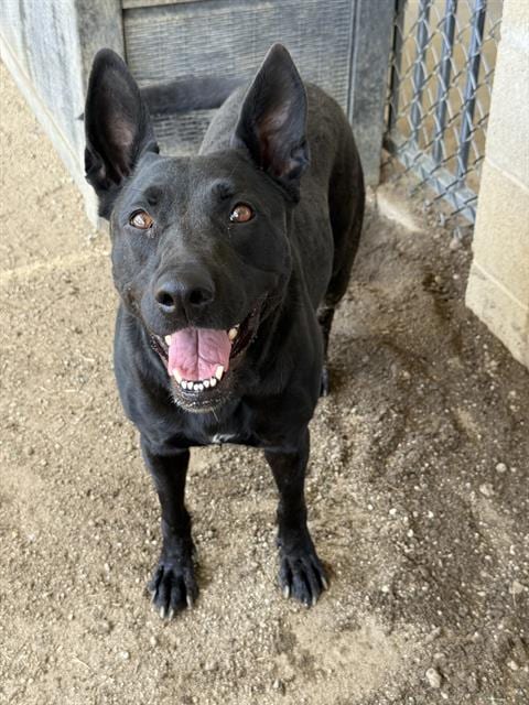 Photo of Ren, adoptable Labrador Retriever in Riverside, California