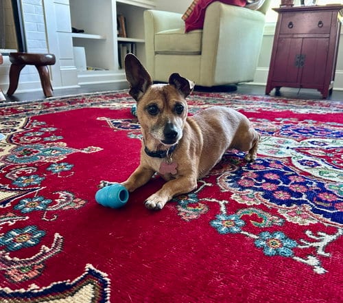 Photo of Prince (Chi), adoptable Chihuahua in Holly Springs, North Carolina