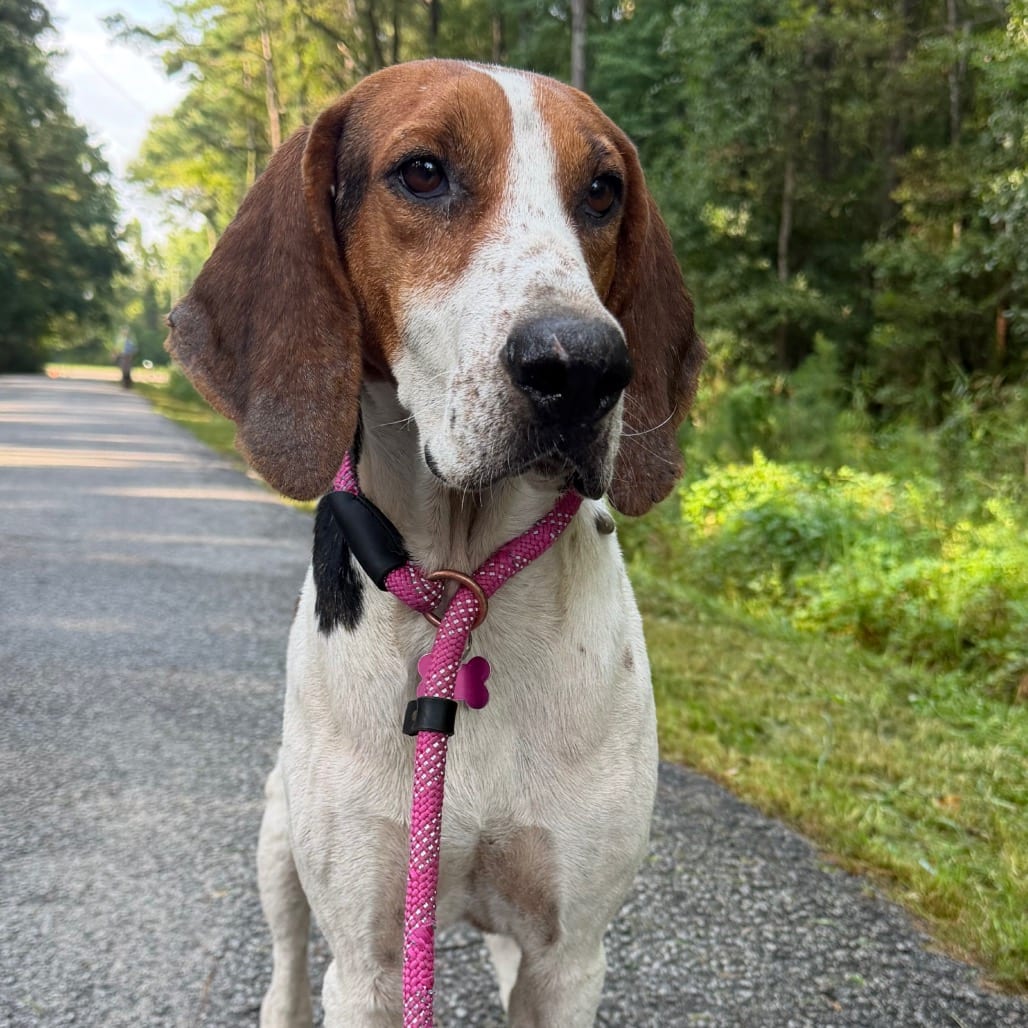 Photo of Fabian @ Foster, adoptable Mixed Breed (Medium) in Summerville, South Carolina