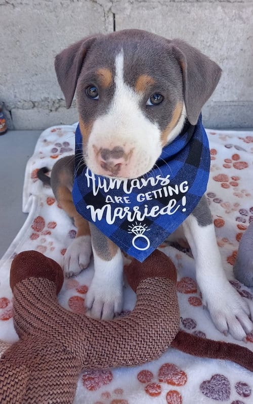 Photo of Puppy Wilder, adoptable Pit Bull Terrier in Chula Vista, California