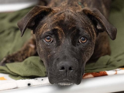 Photo of Rio, adoptable Mastiff in Denver, Colorado