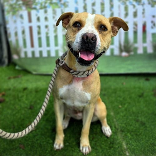 Photo of Melody, adoptable Pit Bull Terrier in Long Beach, California