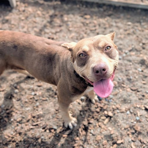 Photo of Tawny, adoptable Pit Bull Terrier in Oakland, California