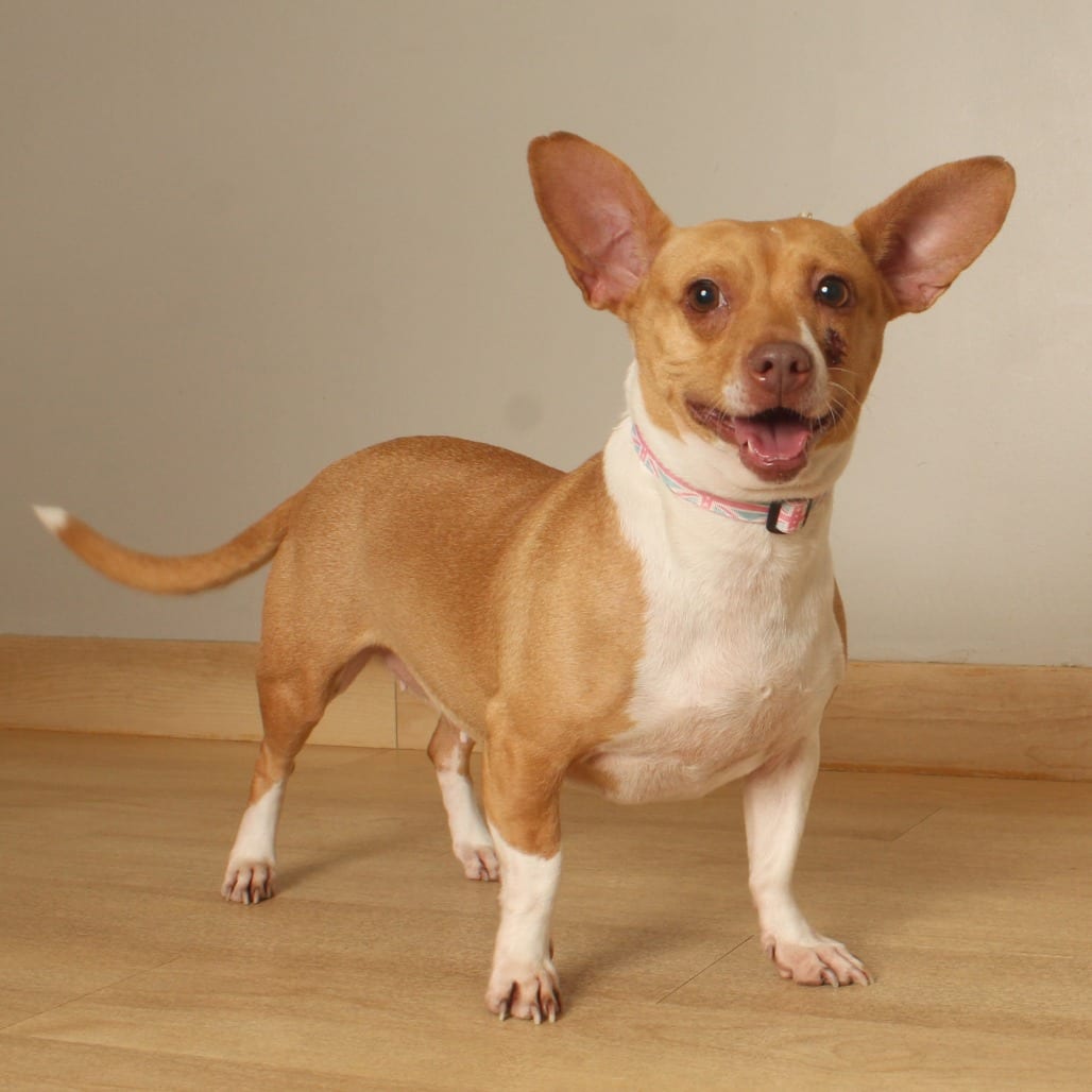 Photo of Pippa D71225, adoptable Chihuahua / Mixed Breed (Small) in Minnesota, Minnesota