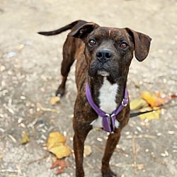 Photo of Brandi, adoptable Black Mouth Cur in Kensett, Arkansas