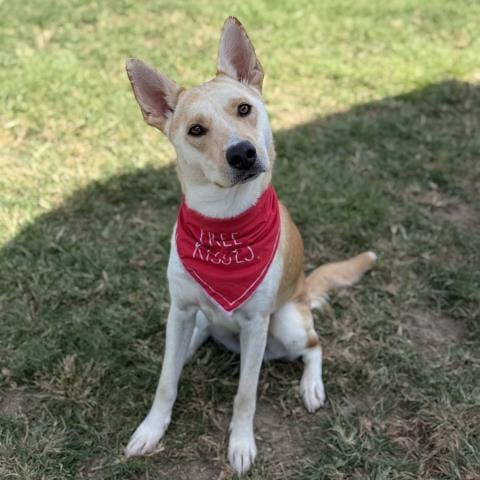 Photo of Bonnie, adoptable German Shepherd Dog in Conroe, Texas
