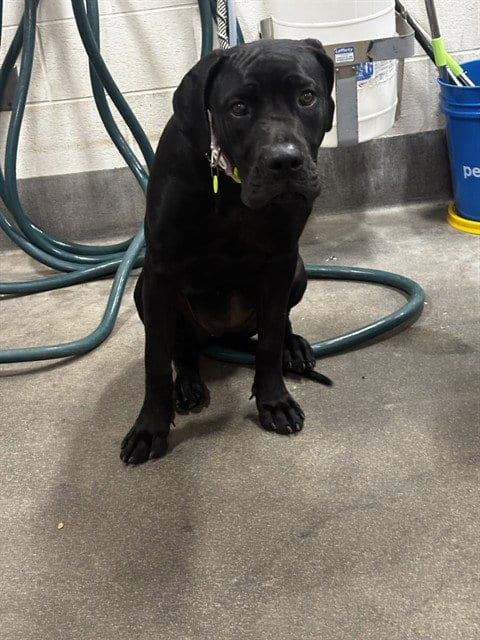 Photo of Coco, adoptable Cane Corso Mastiff in Forestville, Maryland