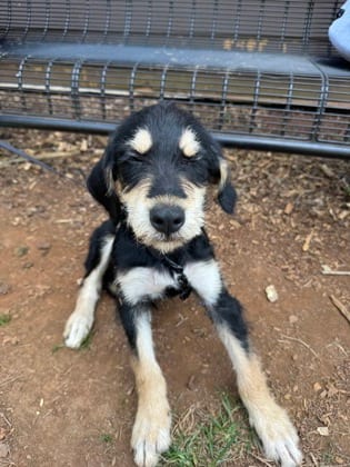 Photo of Utah, adoptable dog in Chamblee, Georgia