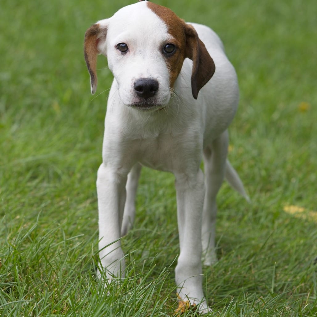 Photo of Apollo, adoptable Mixed Breed (Medium) in South Elgin, Illinois