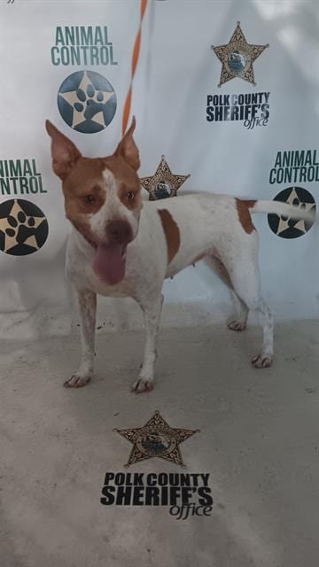 Photo of Blondie, adoptable Australian Cattle Dog/Blue Heeler in Winter Haven, Florida
