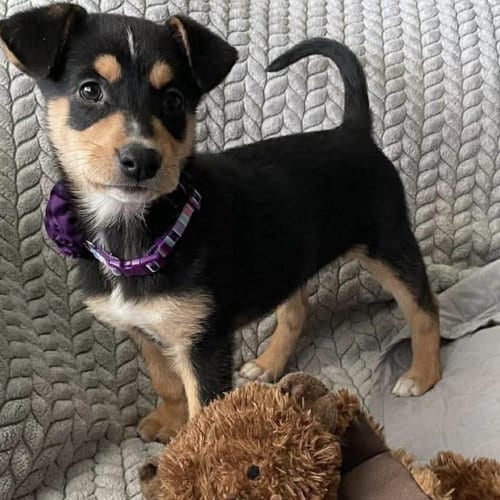 Photo of Ellowyn, adoptable Shepherd in Spring Lake, North Carolina