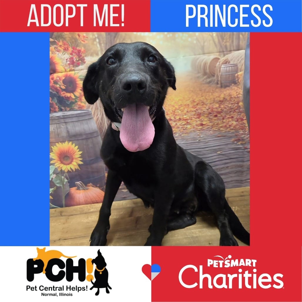 Photo of Princess, adoptable Retriever, Black Labrador / Mix in Normal, Illinois