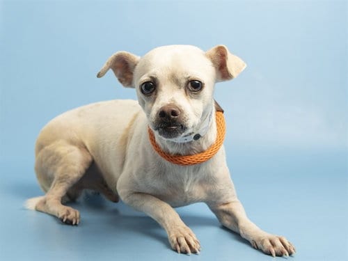 Photo of Aries, adoptable Chihuahua in Phoenix, Arizona