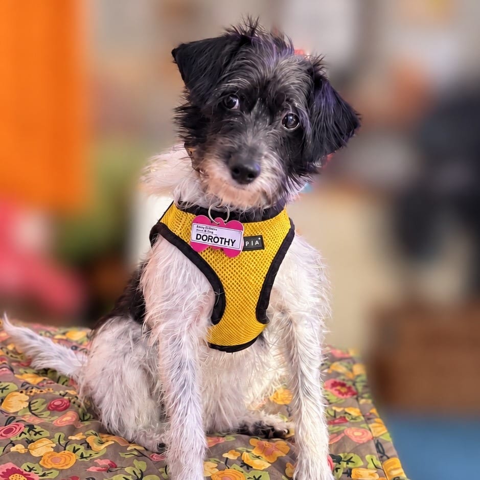 Photo of Dorothy, adoptable Terrier, Jack Russell / Mix in Wake Forest, North Carolina