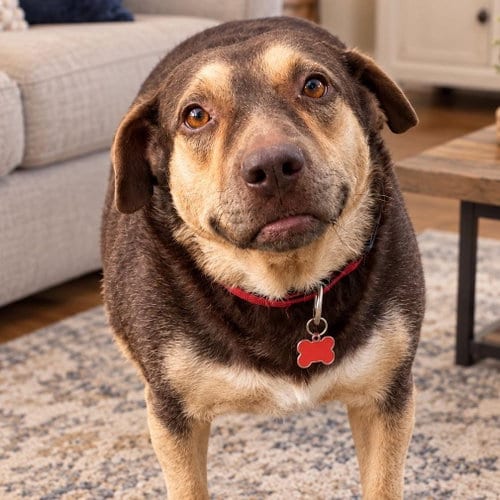 Photo of Baby, adoptable Terrier in Mobile, Alabama