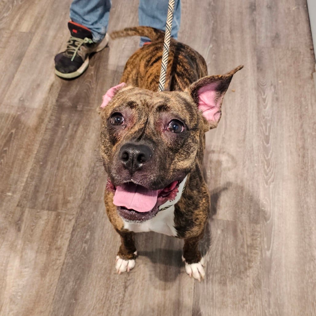 Photo of Mouse, adoptable Terrier, American Pit Bull in Middletown, New York