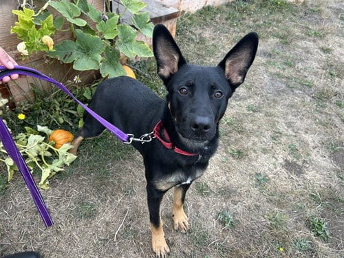 Photo of Delgado, adoptable German Shepherd Dog in McKinleyville, California