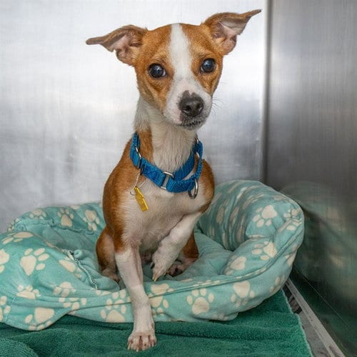 Photo of Myrtle, adoptable Parson Russell Terrier in St Louis, Missouri