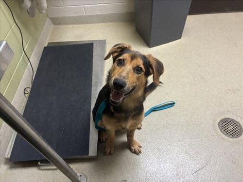 Photo of Reina, adoptable German Shepherd Dog in Chapel Hill, North Carolina
