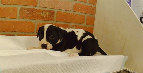 Photo of Zhara, adoptable Staffordshire Bull Terrier in Houston, Texas