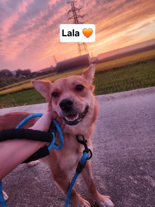 Photo of Lala, adoptable Jindo (Korean) in Agoura Hills, California