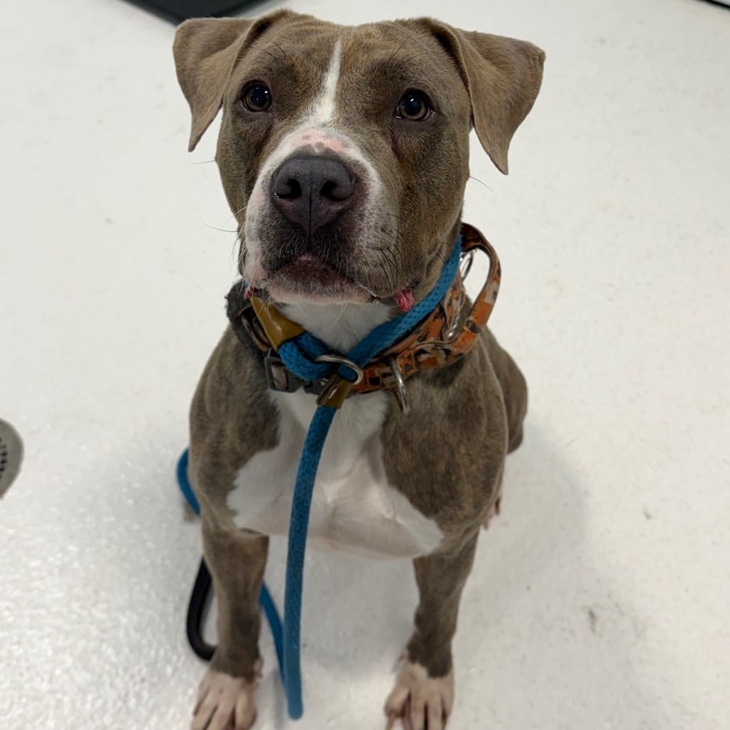Photo of Xena, adoptable Terrier, American Pit Bull in Middletown, New York
